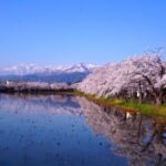 【夜桜行こう】春の訪れを感じる！日本三大夜桜「高田城址公園観桜会」レポート