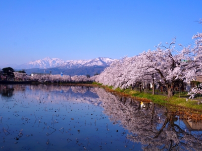 【夜桜行こう】春の訪れを感じる!日本三大夜桜「高田城址公園観桜会」レポート