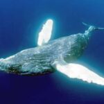 【迷子クジラ？】愛媛・宇和海のクジラ目撃情報：冬の海の珍しい訪問者