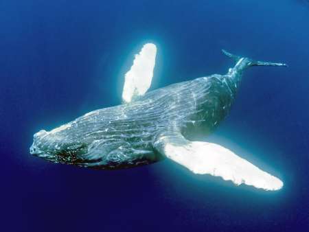 【迷子クジラ?】愛媛・宇和海のクジラ目撃情報:冬の海の珍しい訪問者