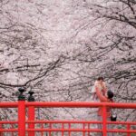 【桜の名所】今年の春はここで決まり！注目の花見スポットランキング