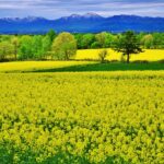 【春ですよー】菜の花の春景色：秋田・関東の絶景スポット紹介