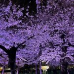 【桜まつり延長】夜桜ライトアップと屋台グルメ！鶴舞公園でのお花見ガイド