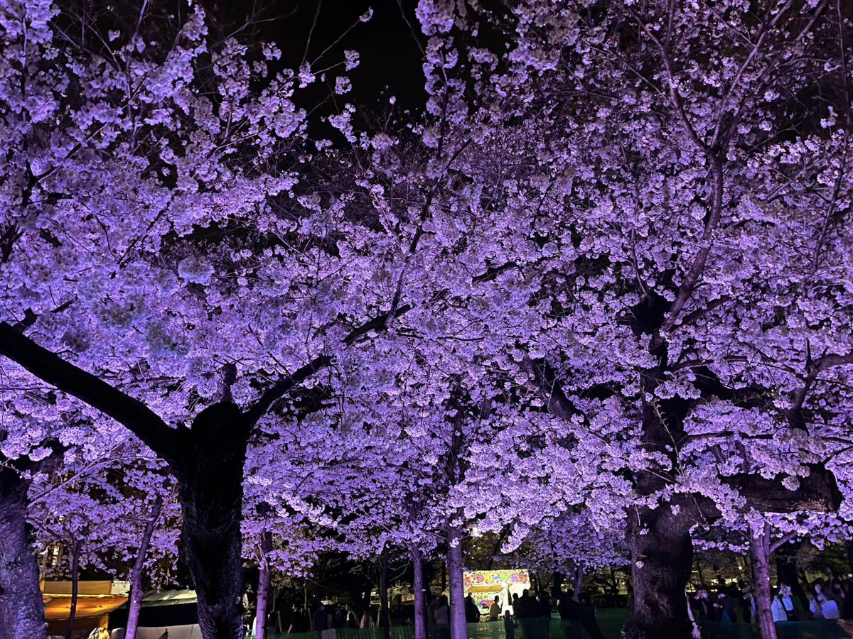 【桜まつり延長】夜桜ライトアップと屋台グルメ！鶴舞公園でのお花見ガイド