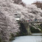 【花見のお供】山形市の隠れた名店！芸能人も訪れる「おやつ屋さん」のどんどん焼きレポ