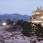 【桜の名所】桜を楽しむ福井県：最新のお花見ライトアップ情報