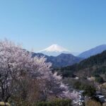 【お花見登山】春の花と山を楽しむ！日本百名山をのんびり登ろう