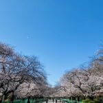 【春を前に雪が舞う！】お花見と雪のコラボ！九州から東京までの春の風景とご当地グルメ