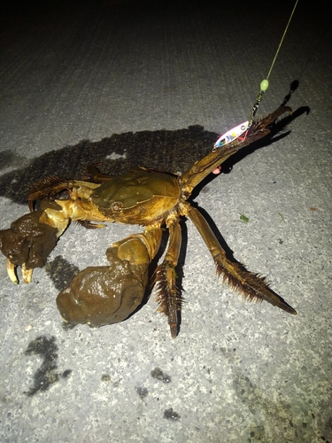 【こんな釣り方も】五島列島の隠れ家民宿で体験するモクズガニのサプライズな捕獲！