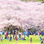 【春の陽気】初夏の訪れと花見の楽しみ：都内の桜と春の味覚