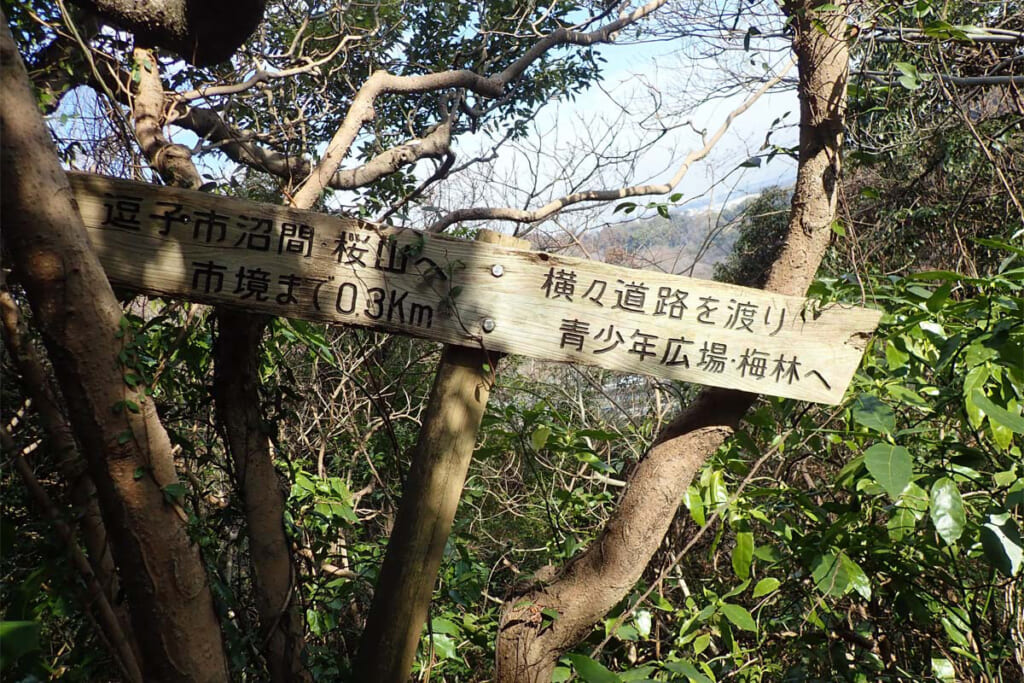 【初春の三浦アルプス】梅の花と秘境をゆるりハイクで心温まる旅