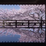【春を感じる】歴史と美しさ：巳年ゆかりの神社で桜鑑賞