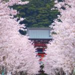 【鎌倉の春】鶴岡八幡宮の桜・段葛の桜並木で心和むひととき