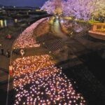 【まだ大丈夫】福井市足羽山の春：3500本のソメイヨシノが織りなす花見の楽しみ