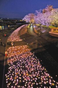【まだ大丈夫】福井市足羽山の春：3500本のソメイヨシノが織りなす花見の楽しみ
