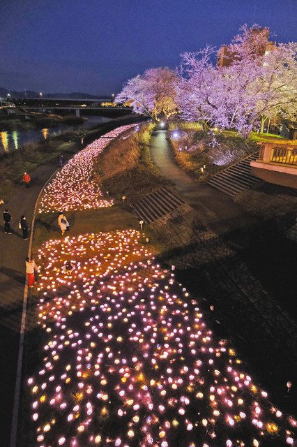 【まだ大丈夫】福井市足羽山の春:3500本のソメイヨシノが織りなす花見の楽しみ