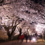 【夜桜会】国宝・松本城での特別な夜：桜とともに味わう春のひととき