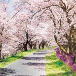 【お花見ドライブ】宴会だけじゃない：車やバイクで桜名所を楽しむ
