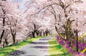 【お花見ドライブ】宴会だけじゃない:車やバイクで桜名所を楽しむ