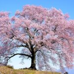 【お花見を楽しむ】「日本三大桜」と「日本三大桜の名所」は違いますよ