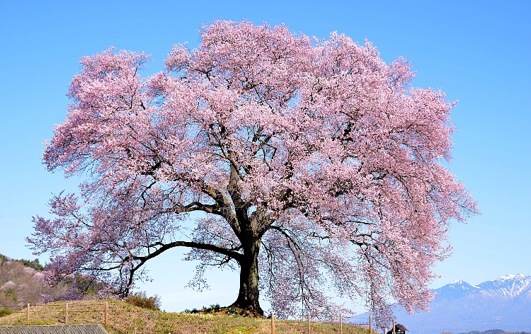 【お花見を楽しむ】「日本三大桜」と「日本三大桜の名所」は違いますよ