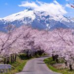 【お花見ハイク】春の息吹を感じる！関東のおすすめ日帰りお花見登山ルートを厳選