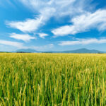 【ニュース】備蓄米放出でも「１割も下がれば御の字」に輸入米急増…専門家に聞く『自給率100％』の真実