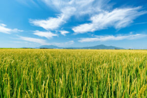 【ニュース】備蓄米放出でも「1割も下がれば御の字」に輸入米急増…専門家に聞く『自給率100%』の真実