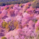 【今週ラストチャンス？】神秘の桜・吉野山の桜が満開：この春、一目千本の美しさを楽しむ