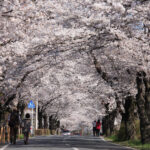 【桜と映画】桜が彩る名作たち：美しいロケ地を巡る旅