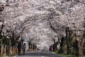 【桜と映画】桜が彩る名作たち：美しいロケ地を巡る旅