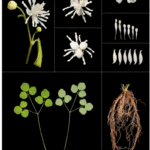 【新種発見】美ら島の宝石、ヤンバルカラマツ：自然が育む新しい生命の物語
