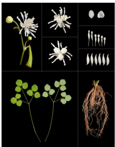 【新種発見】美ら島の宝石、ヤンバルカラマツ:自然が育む新しい生命の物語