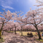 【🌸まだ大丈夫】お花見ラストチャンス！雨予報が気になる関東の桜事情