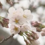 【桜前線】福島の春を彩る桜：今年の開花事情と楽しみ方