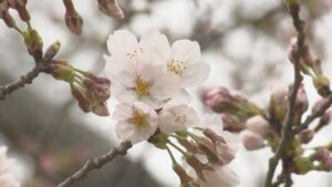 【桜前線】福島の春を彩る桜：今年の開花事情と楽しみ方