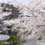 【桜を眺める特等席】生まれ変わる神戸で見つけた！居心地抜群のカフェスポット