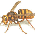 【スズメバチに要注意】山歩きの危険生物：スズメバチの脅威とその対策