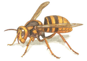 【スズメバチに要注意】山歩きの危険生物：スズメバチの脅威とその対策