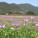 【ひとり旅】北海道・東日本の田園風景を歩く：ノスタルジックな一人旅