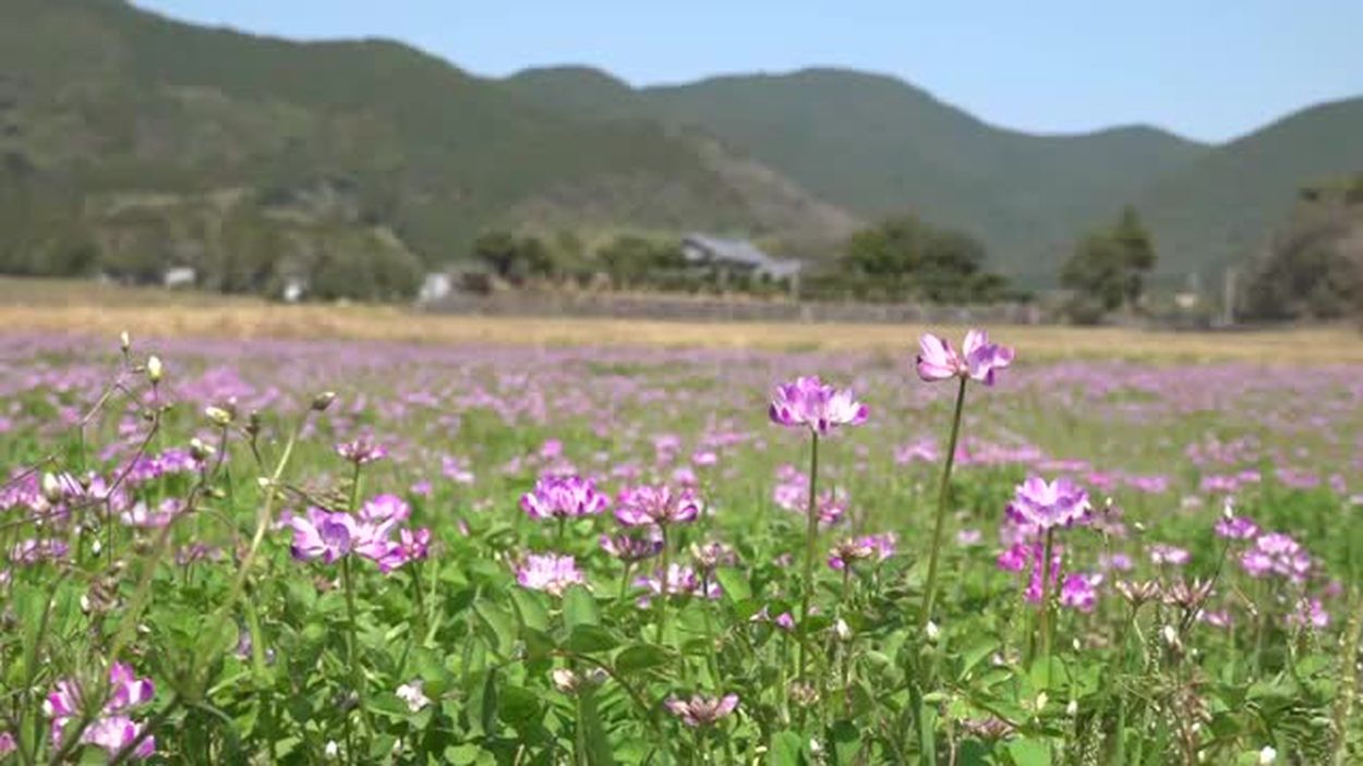 【ひとり旅】北海道・東日本の田園風景を歩く：ノスタルジックな一人旅