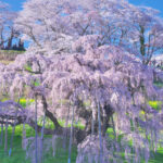 【源泉かけ流し】お花見と温泉で楽しむ春の旅｜関東の日帰り温泉ガイド