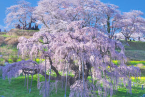 【源泉かけ流し】お花見と温泉で楽しむ春の旅｜関東の日帰り温泉ガイド