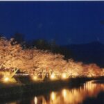 【道後発】桜満喫バスツアー！春の愛媛でスイーツと夜桜を楽しむ旅