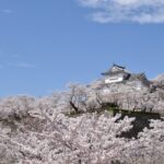 【岡山】津山で春を満喫！さくらまつりの見どころイベントと美味しい地元グルメ