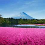 【静岡県のGW】家族連れが楽しめる行楽地と駐車場事情