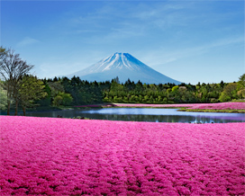 【静岡県のGW】家族連れが楽しめる行楽地と駐車場事情