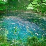 【夏の足音！】梅雨入りと共に訪れる彩り｜スイレンとアジサイの見頃