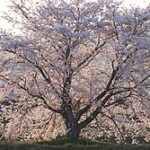 【知ってる？】最近話題の弘前公園で見られるハートの桜：青森桜は今がベスト！