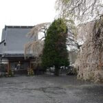 【松山の蓮生寺で楽しむ】花まつりで味わうぼて茶の深い味わい